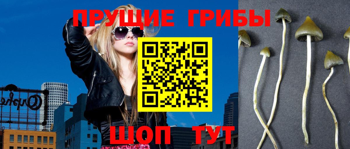 Псилоцибиновые грибы Cubensis Магадан